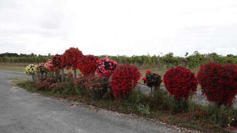 Ligne de bégonias en test sur « la vague », avec une très bonne tenue cet été 2019. A l’Astredhor Sud-Ouest - Gie F&P, à Villenave-d’Ornon (33).